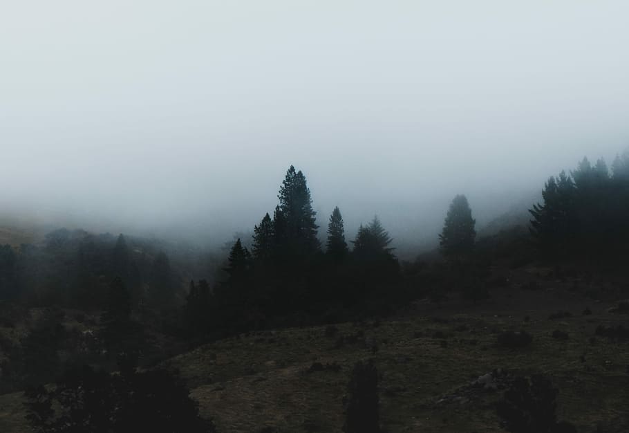 green leafed trees on brown mountain, green plants on foggy mountain HD wallpaper