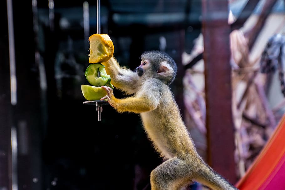 primate holding fruits, squirrel monkey, äffchen, eat, curious HD wallpaper