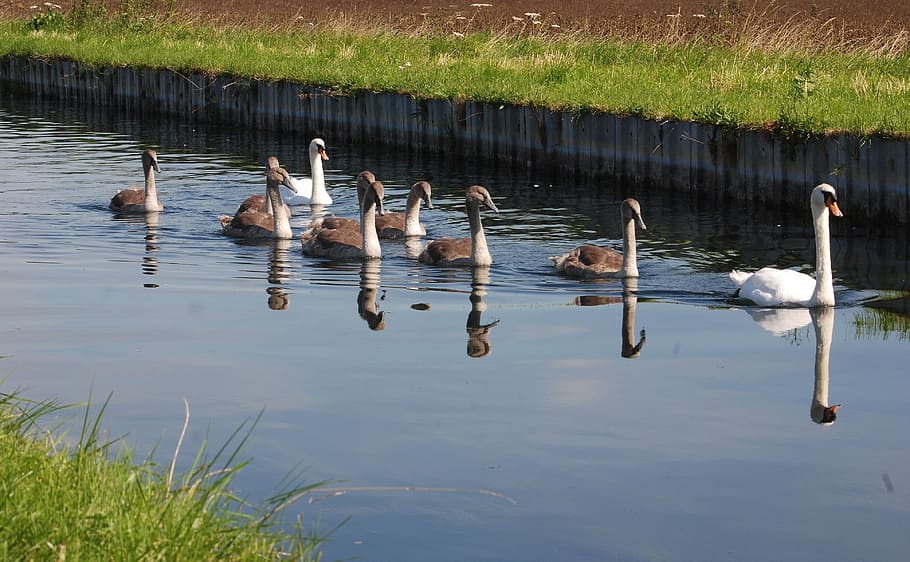 swans, cygnets, water, reflection, nature, river, family, animals in the wild HD wallpaper