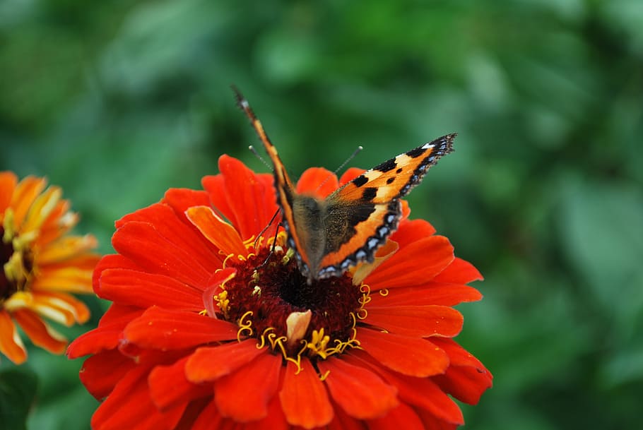 blossom, bloom, macro, flower, close, butterfly, flowering plant HD wallpaper
