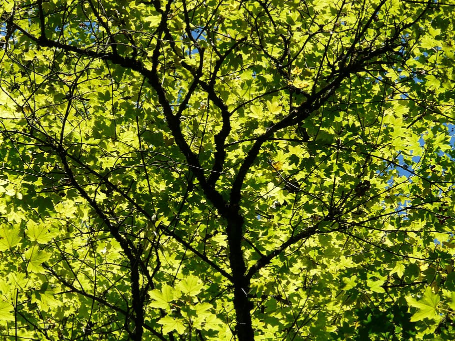 Leaves, Back Light, Light, Green, Green, Tree, Tree, Branch HD wallpaper