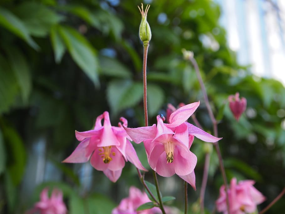 Flowers, Garden, Bell, leaf, nature, growth, pink color, plant HD wallpaper
