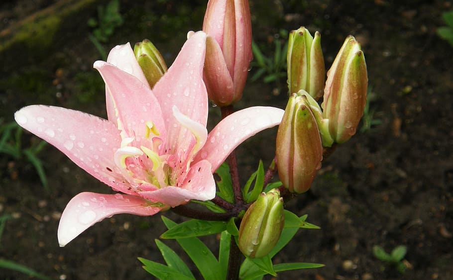 lily, flower, pink, fragrance, agapanthus, flowering plant, HD wallpaper