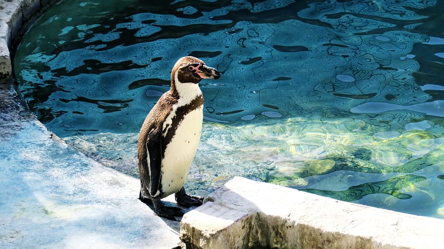 Humboldt Penguin, Beautiful, animals, pond, water, water animal, HD wallpaper
