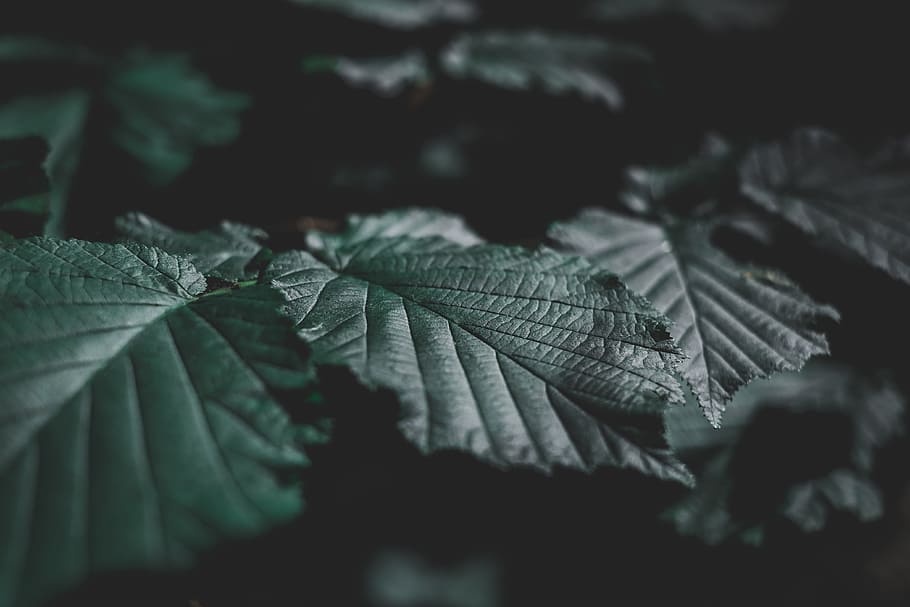 closeup photo of green leafed plant, untitled, Alone, leaves HD wallpaper