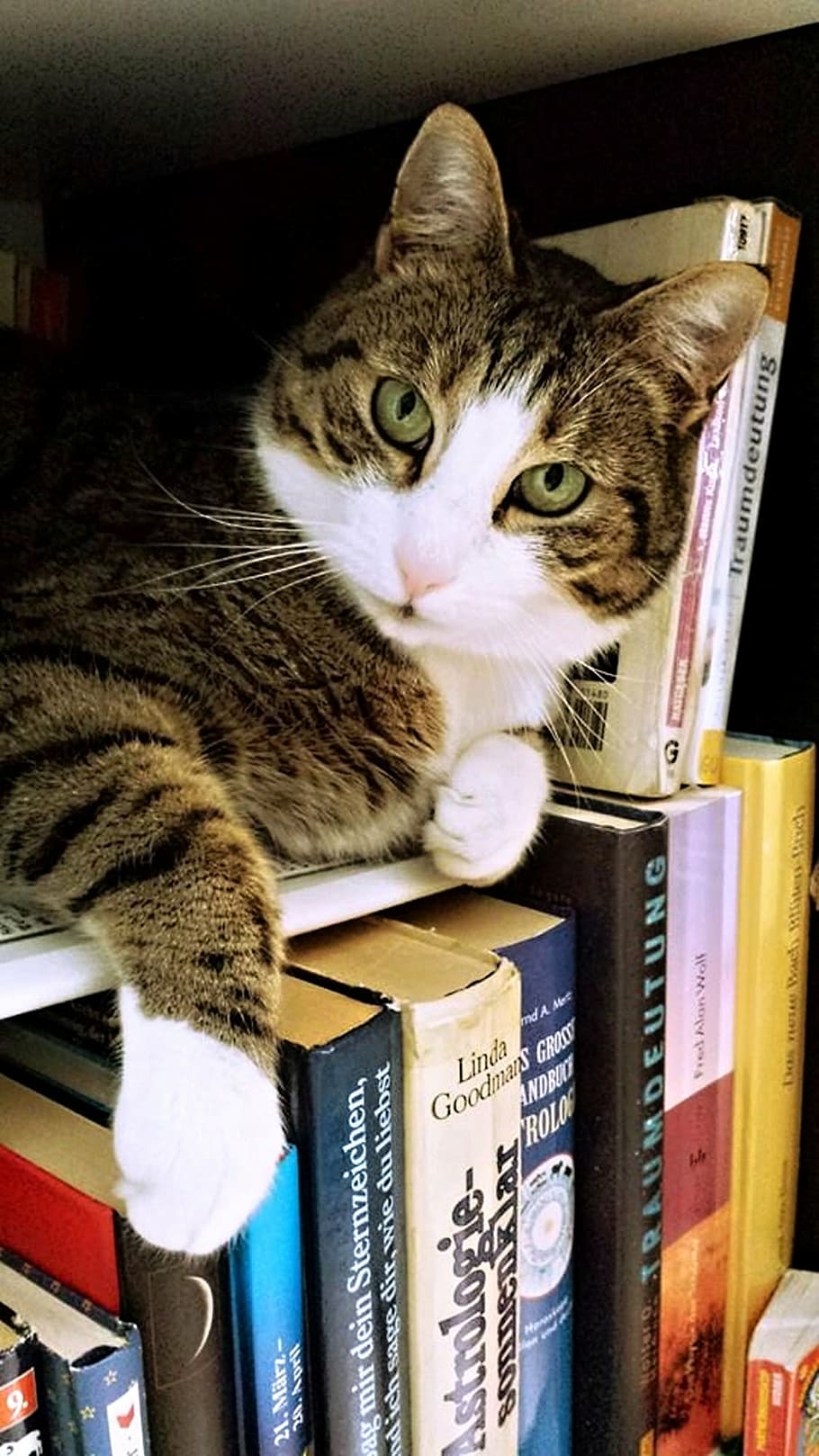 short-fur gray tabby cat lying on top of books, tamara, paws HD wallpaper