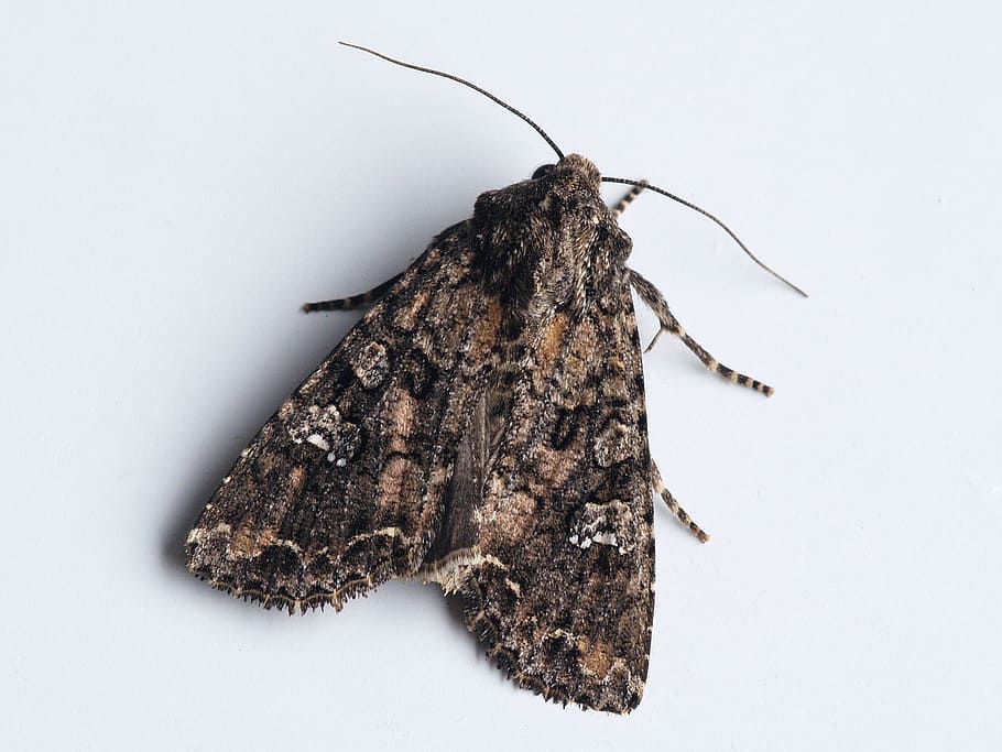 kooluil, moth, bug, studio shot, no people, white background HD wallpaper