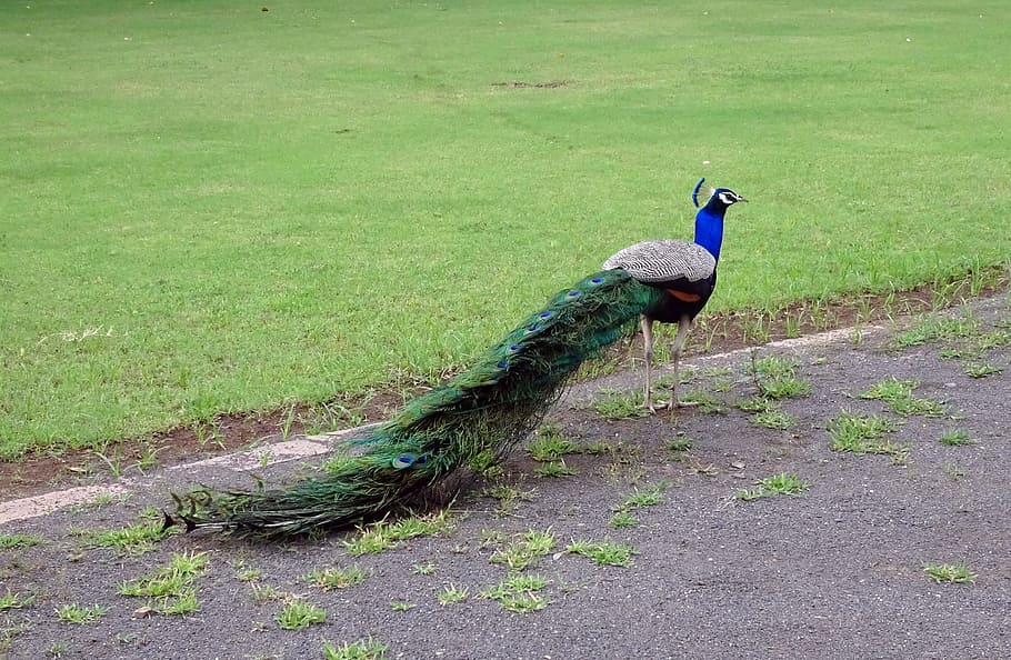 peacock, bird, plumage, pheasant, peafowl, wildlife, pavo cristatus HD wallpaper