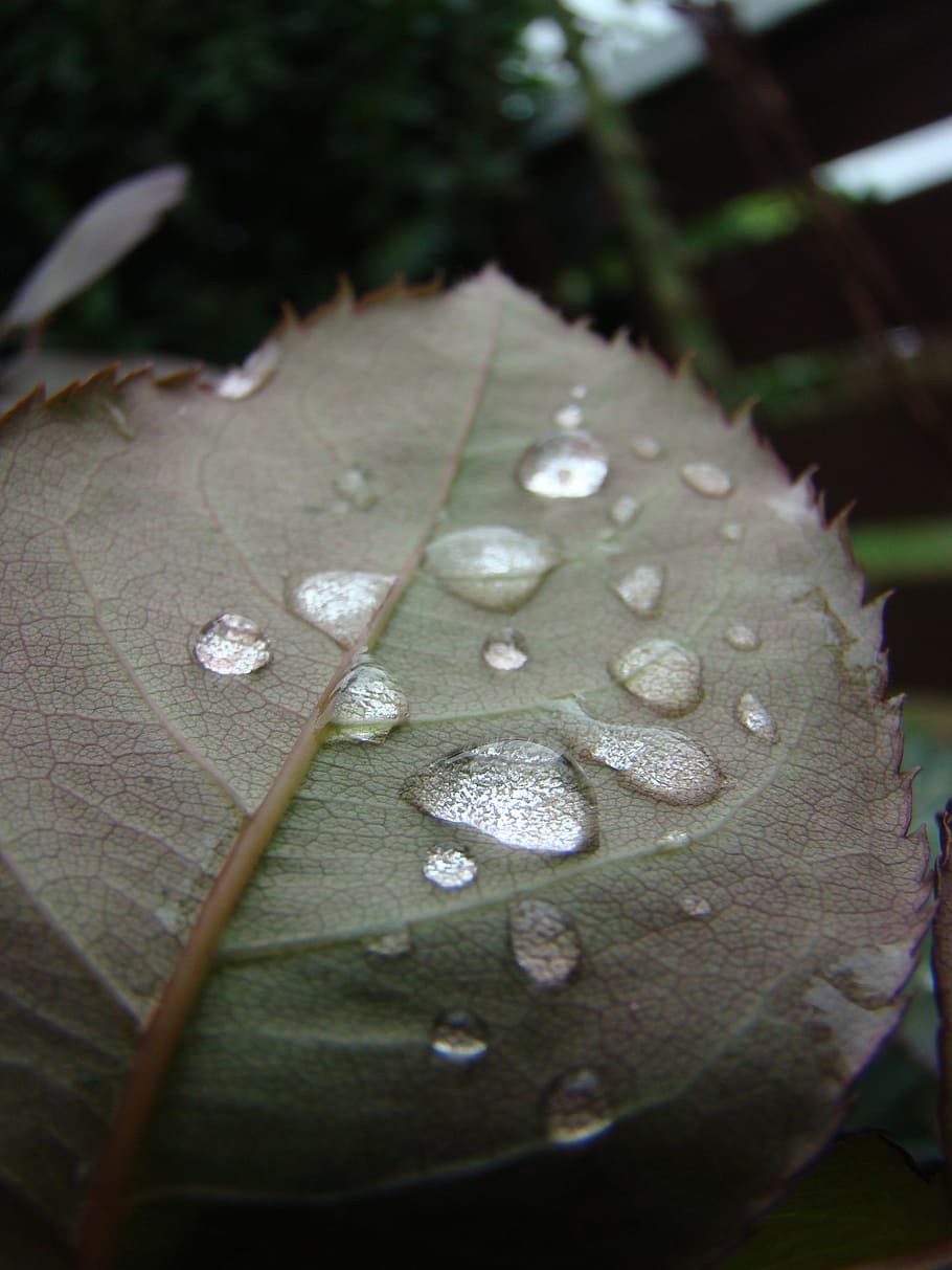 water, droplets, leaf, natural, nature, drip, raindrops, plant HD wallpaper