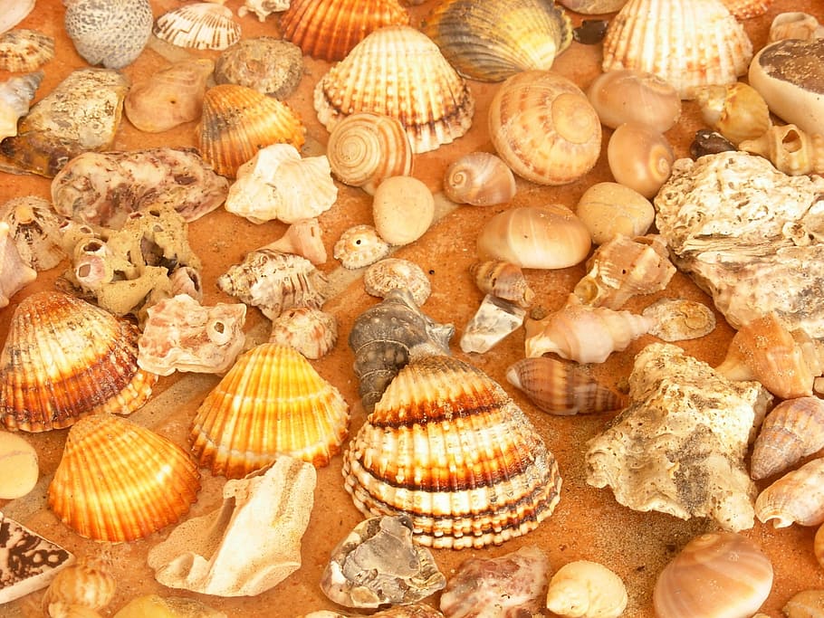 HD wallpaper: seashells, beaches, collection, marine life, hard, outer ...