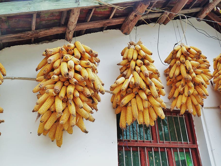 corn, in rural areas, string, gold, suspension, food, food and drink HD wallpaper