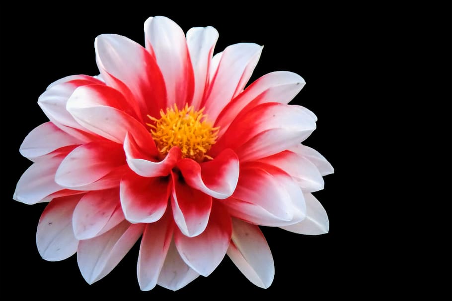 closeup photo of red and white petaled flower, blossom, bloom