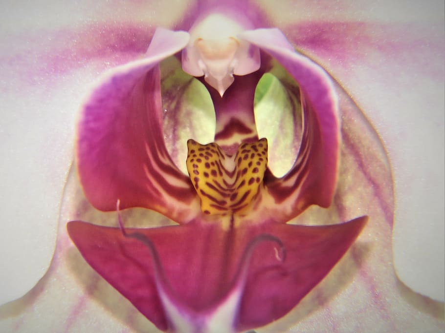 macro, orchid, bloom, pink, flower, petal, flower head, fragility HD wallpaper