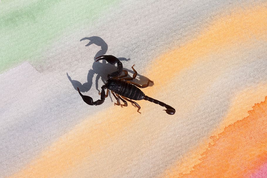 Scorpio, Androctonus Crassicauda, gripper, sting, attack, toxic HD wallpaper