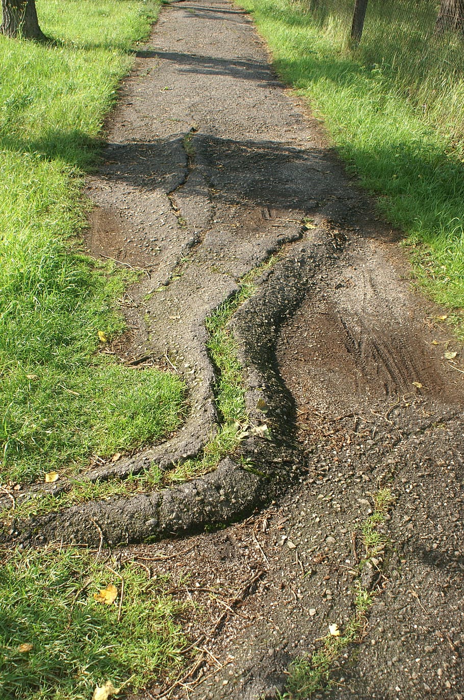 path, asphalt, root, cracked, grass, damaged, shadow, footpath, HD wallpaper