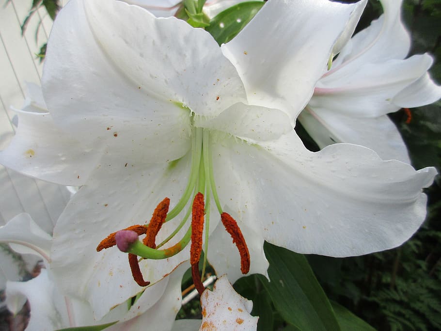 lilly, white lilly, flower, blooming, flowering plant, growth HD wallpaper