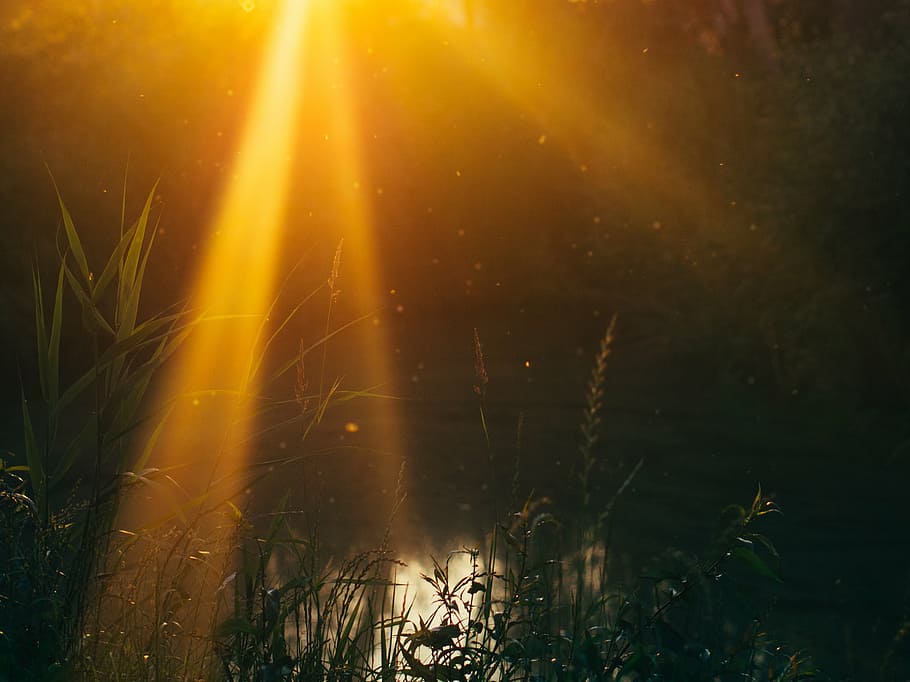 photo of green plants beside body of water, sun, rays, passing HD wallpaper