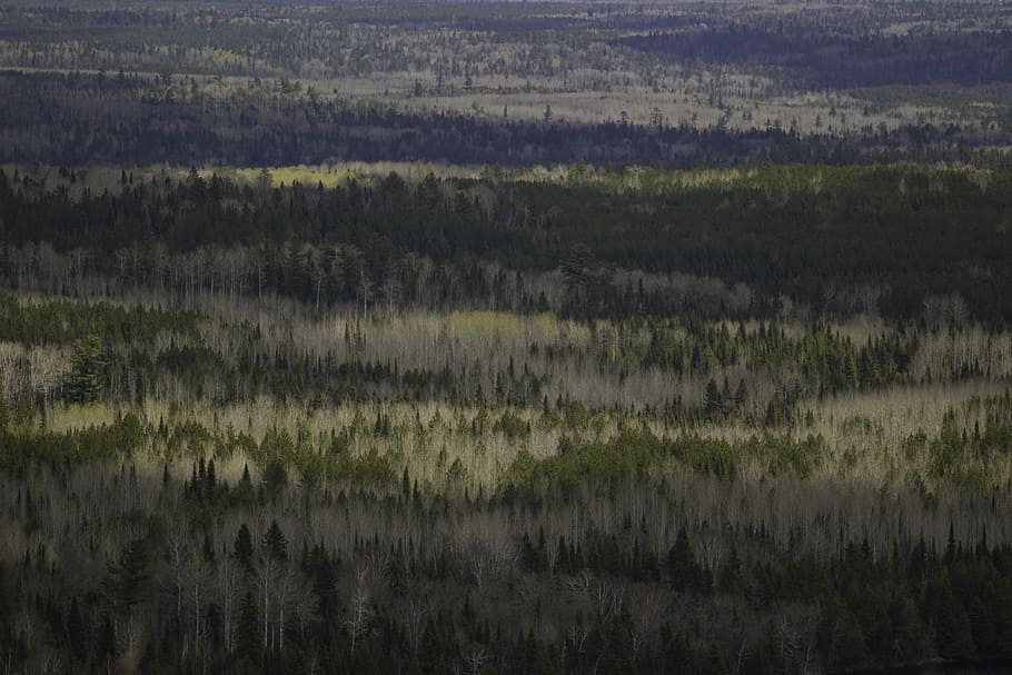 green, blue, and gray abstract painting, photo of green forest during daytime HD wallpaper