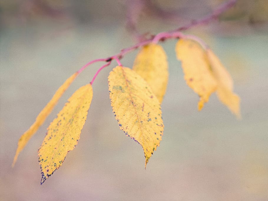 macro photography of brown elaves, closeup photo of yellow leaves HD wallpaper