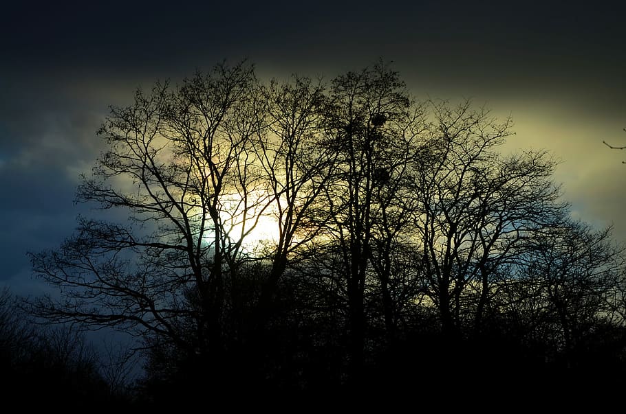 Sky, Trees, Black, Light, Sunlight, silhouette, nature, night HD wallpaper