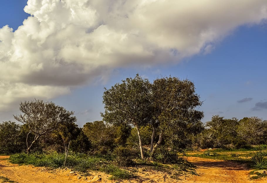 coppice, copse, forest, trees, glade, sky, clouds, nature, makronissos HD wallpaper