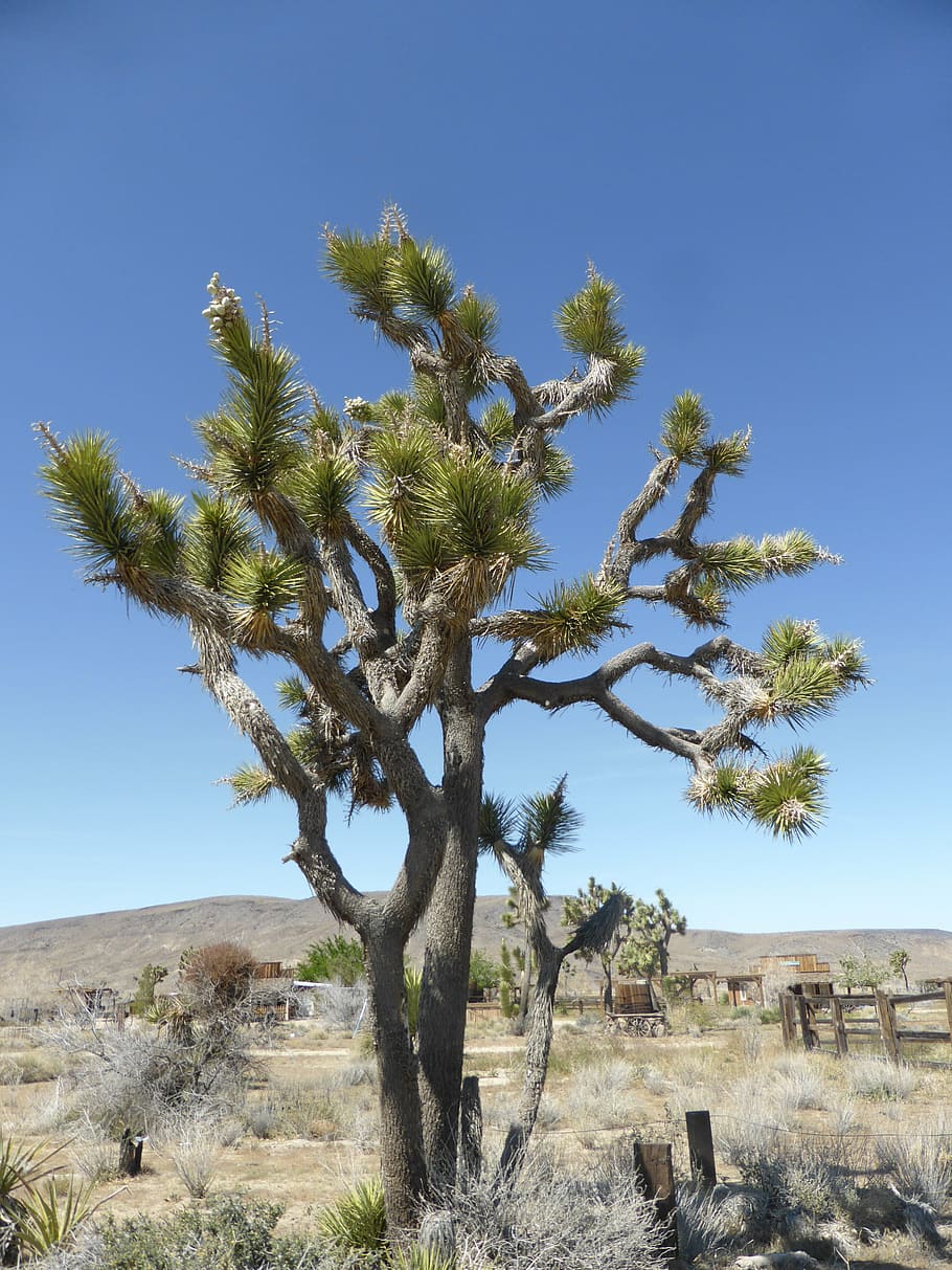 HD wallpaper: joshua tree, mohave, california, desert, usa, plant, sky ...
