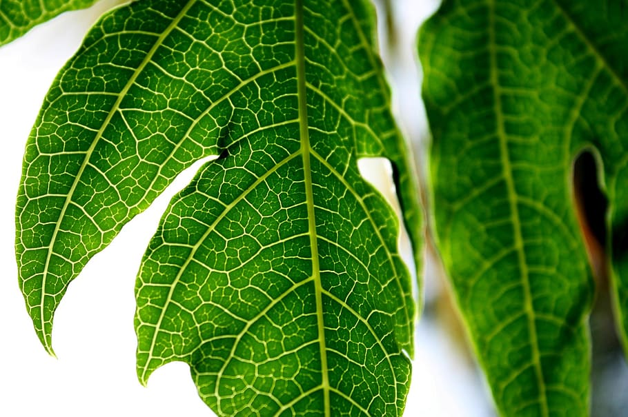 nature, green, leaf, light, plant part, green color, close-up HD wallpaper