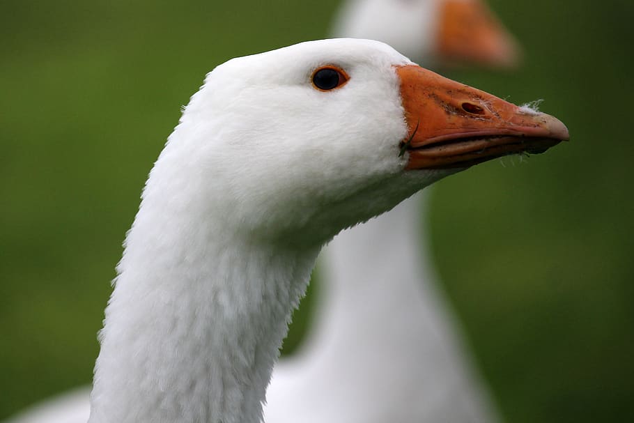 goose, head, white, bio, animal, animal themes, one animal HD wallpaper