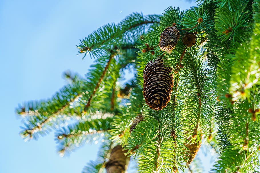 pine cones, spring, blue, sky, growth, nature, green color HD wallpaper