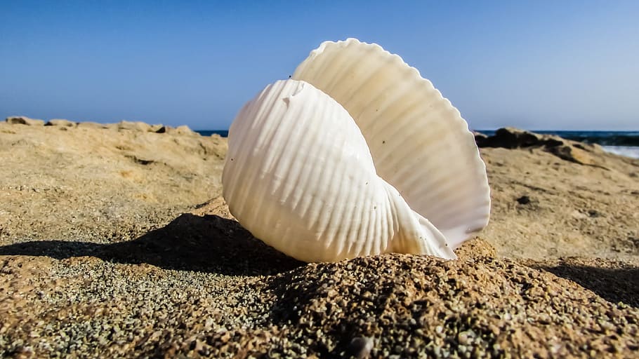 white conch shell on sand during daytime, seashell, beach, summer HD wallpaper