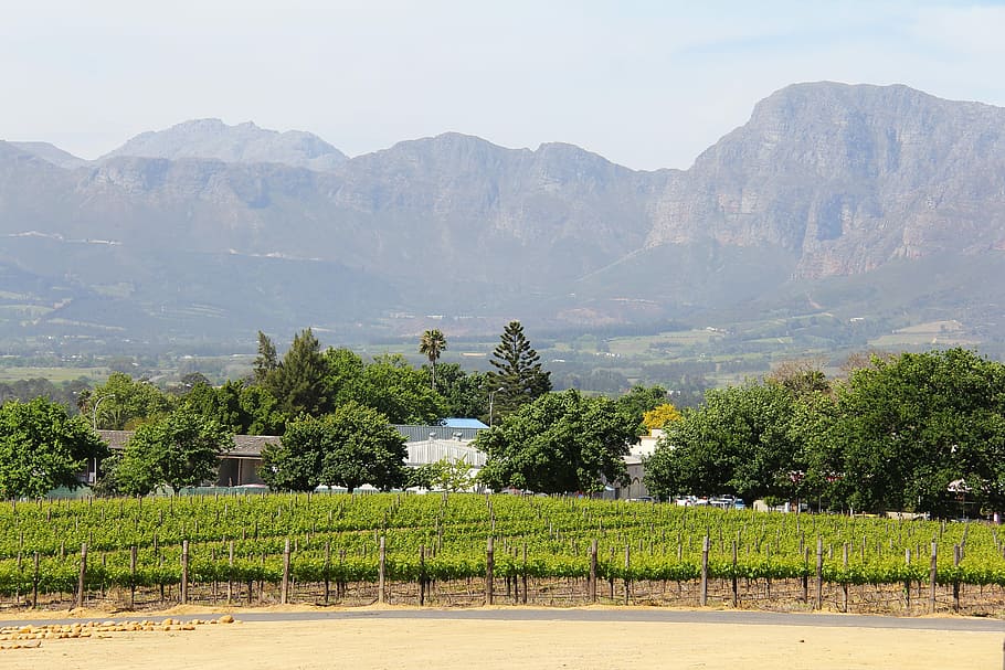 Vineyard, Views, breathtaking, beautiful, amazing, green, greenery HD wallpaper