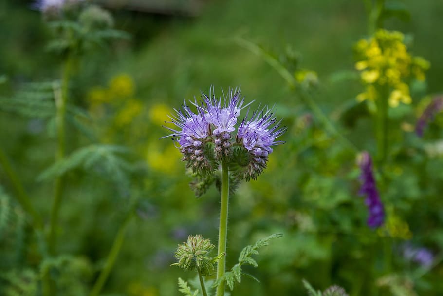 Flower, Blue, Summer, pointed flower, growth, fragility, nature HD wallpaper