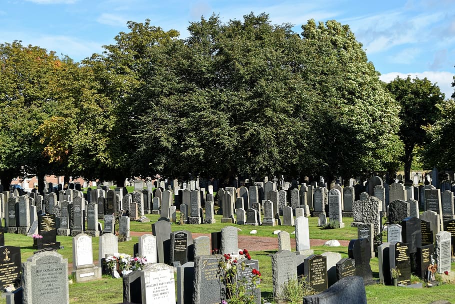 tombstones on ground near green leafed tree at daytime, cemetery