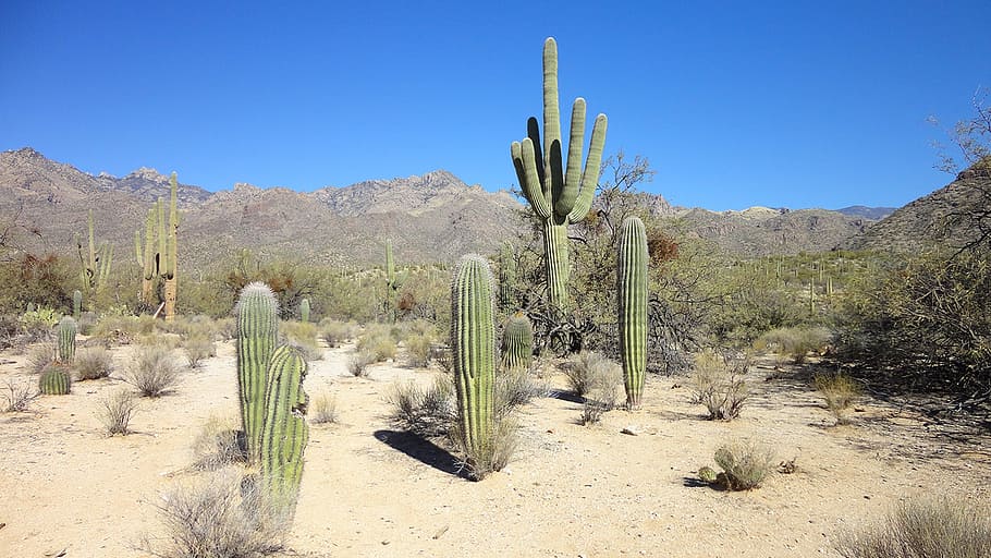 desert, cactus, arizona, tucson, shrubs, sand, saguaro, succulent plant, HD wallpaper