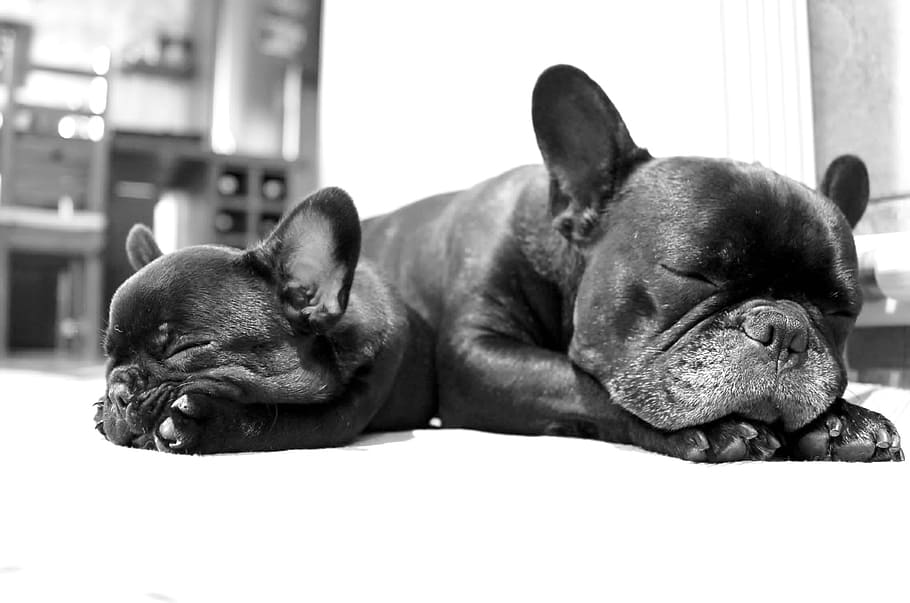 two black french bulldog puppies lying on white floor, dogs, sleep, HD wallpaper