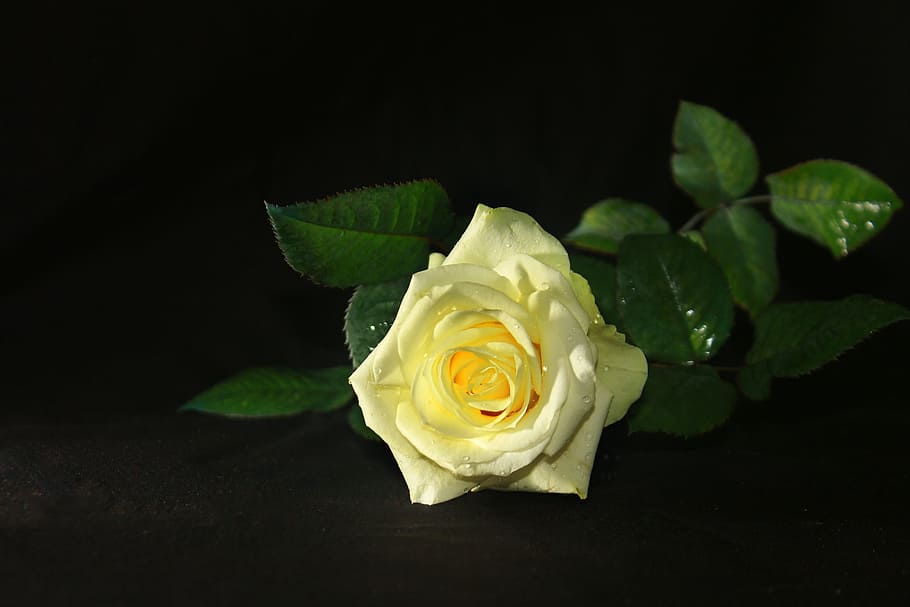 yellow rose in macro lens photography, black, dark, white, flowers