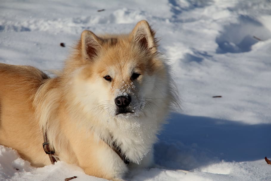 eurasians, dog, pet, race, dog breed, sweet, purebred dog, snow, HD wallpaper