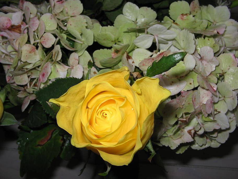 rose, yellow, plant, nature, close up, rose bloom, beautiful HD wallpaper