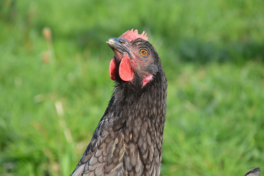 Hen, Ash, Nature, bird, animal, chicken - Bird, farm, poultry HD wallpaper