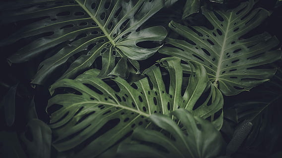green leafed plant, focused photo of a green leafed plant, jungle HD wallpaper