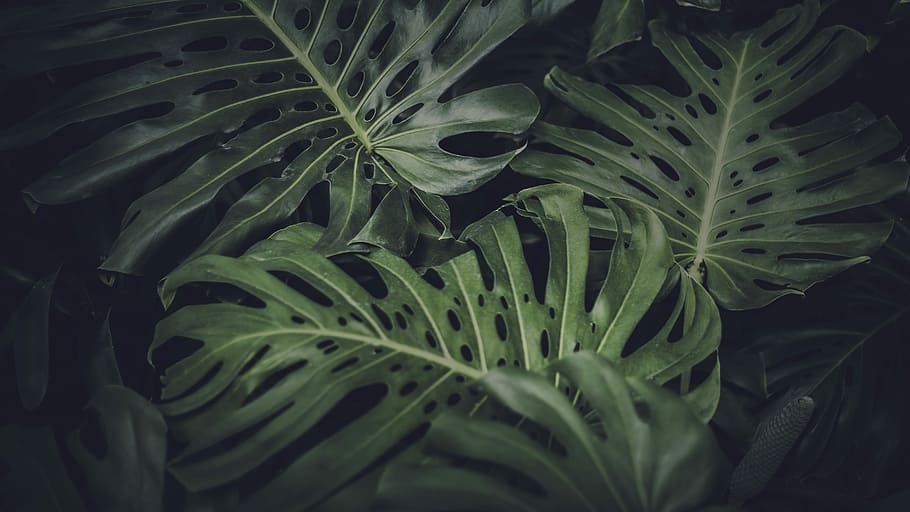 Jungle Leaves Images  Free Download on Freepik