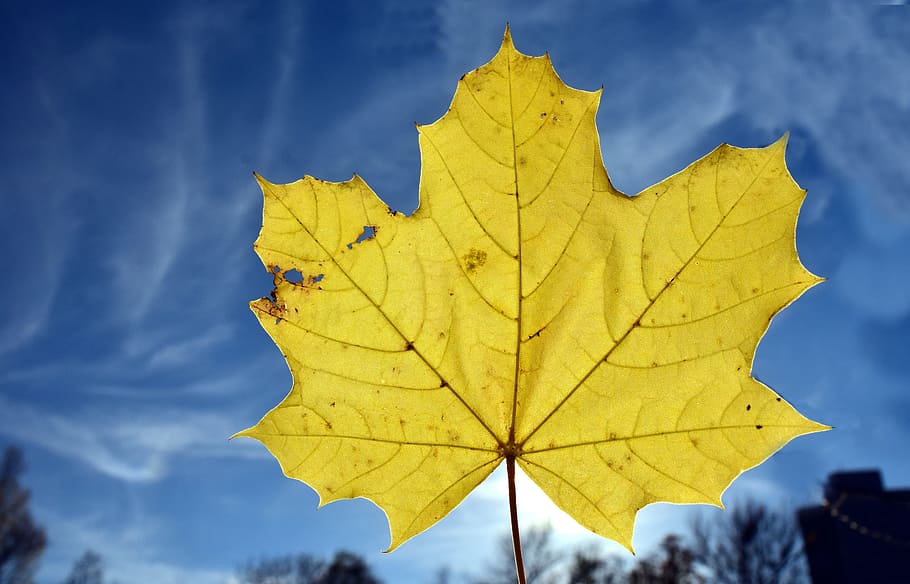 leaf, maple leaf, autumn, leaves, nature, yellow, fall color HD wallpaper