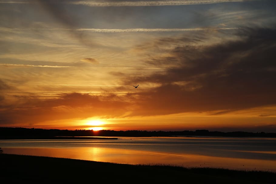 Sunset, Sun, Bird, Silhouette, Nature, summer, beautiful, sky HD wallpaper