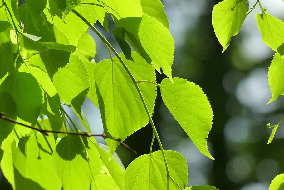leaf, nature, plant, tree, the environment, plant part, green color HD wallpaper