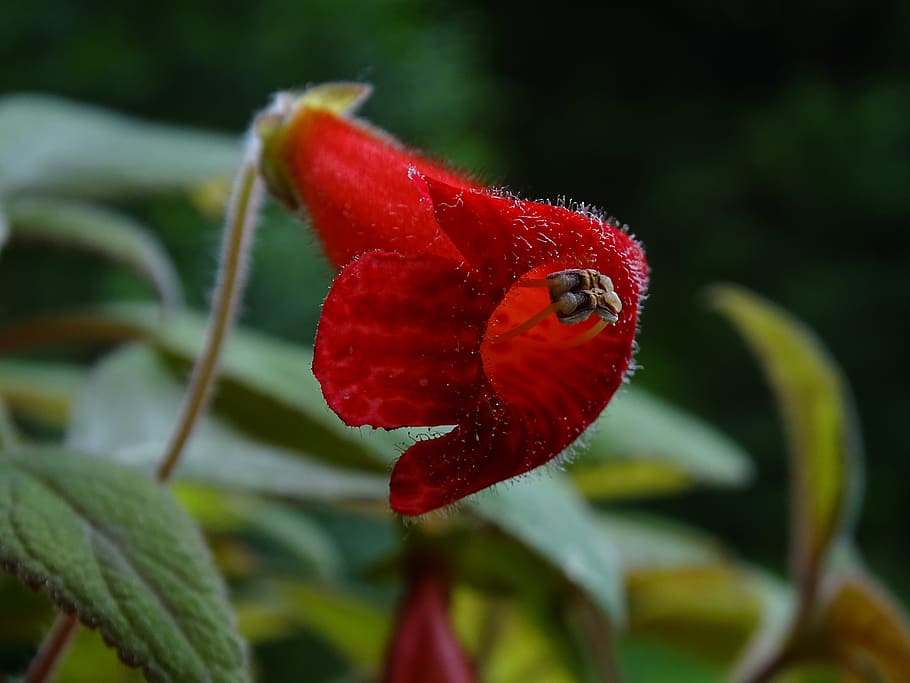 flower, red, macro, nature, summer flowers, plant, close-up HD wallpaper