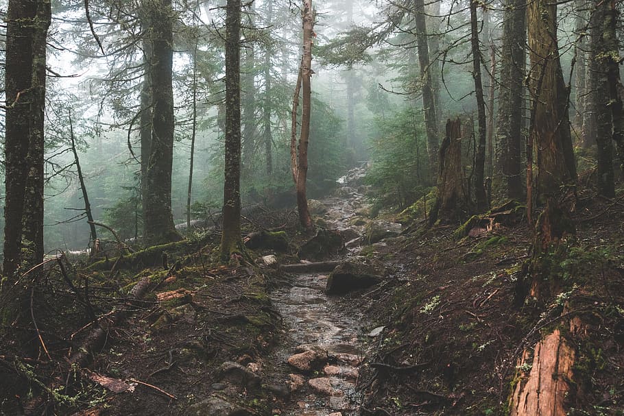 forest during daytime, brown pathway surrounded by trees, foggy HD wallpaper