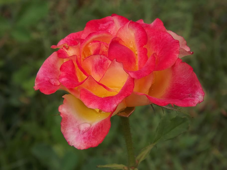 Nature, Flower, rosa, petal, fragility, flower head, growth HD wallpaper