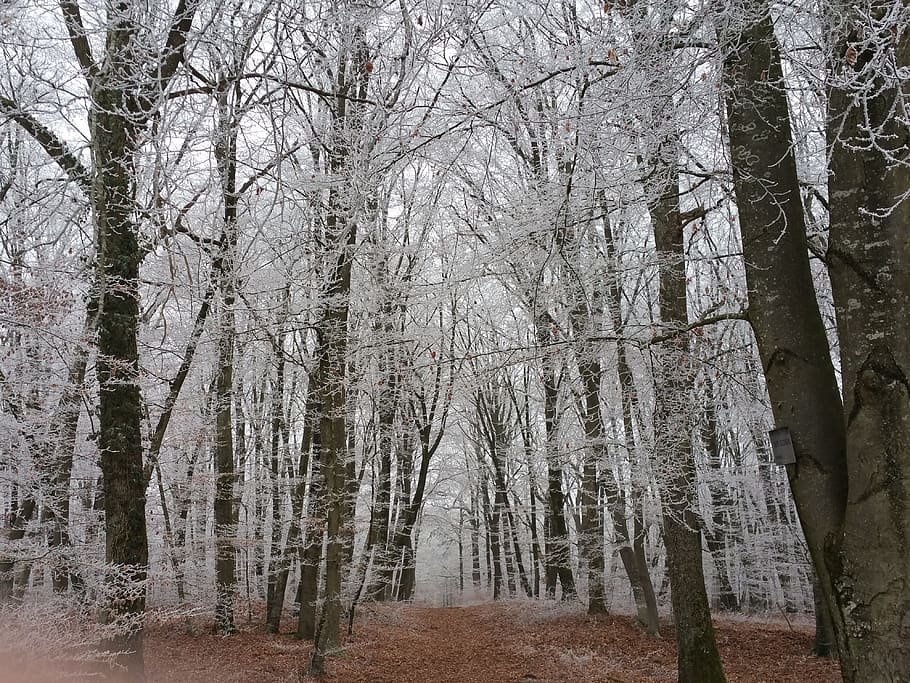 Forest, Trees, Winter, Cold, Undergrowth, nature, day, no people HD wallpaper