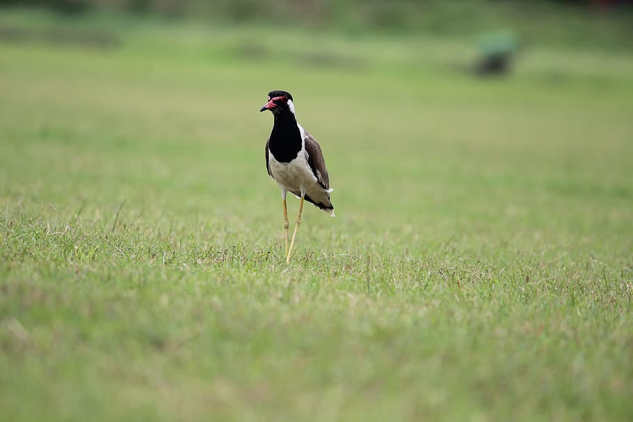 bird, aves, grass, usct, ggsipu, red-wattled lapwing, vanellus indicus HD wallpaper