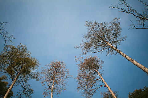 An Office with High Ceiling, forest, sky, tree, nature, branch HD wallpaper